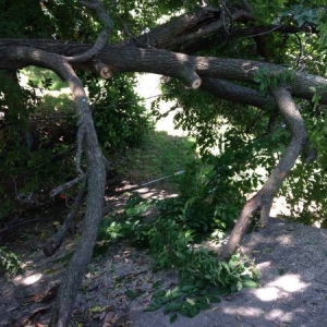 Photo of Three Seasons Lawn & Landscape