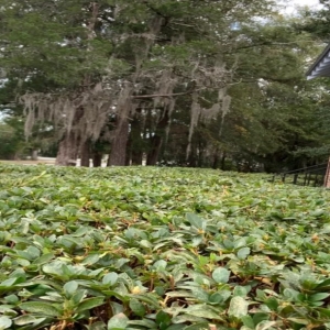 Photo of Causey's Lawn Care & Irrigation