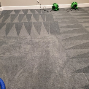 Photo of Environmental Carpet Solutions