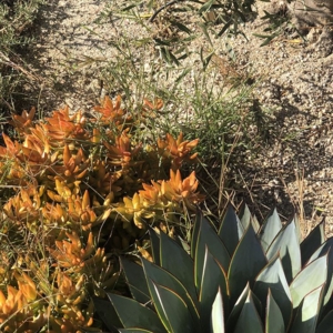 Photo of De La Rosa Landscaping