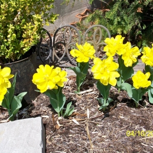 Photo of Clark Lawn Service