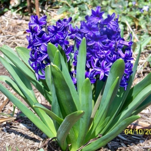 Photo of Clark Lawn Service