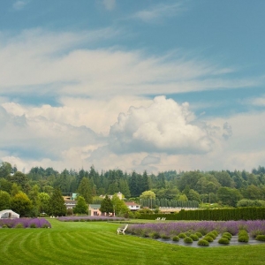 Photo of Woodinville Lavender