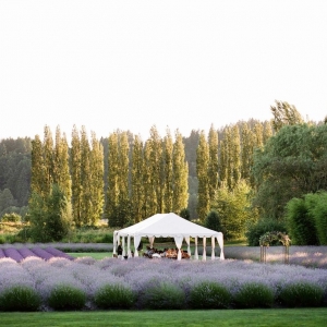 Photo of Woodinville Lavender