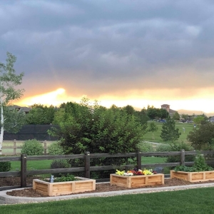 Photo of Backyard Boxes