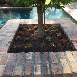 Photo of Ordaz Lawn & Landscaping Service