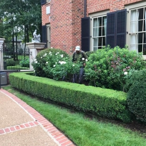 Photo of Ordaz Lawn & Landscaping Service