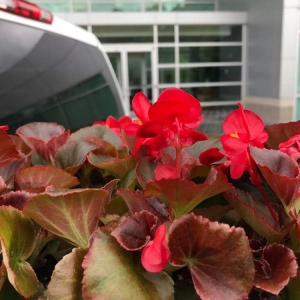 Photo of Ordaz Lawn & Landscaping Service