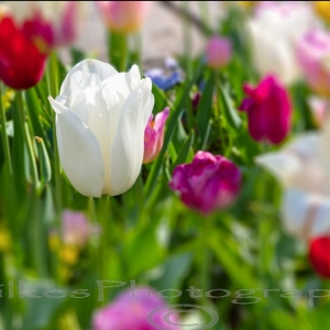 Photo of Leslie Wilkes Photography
