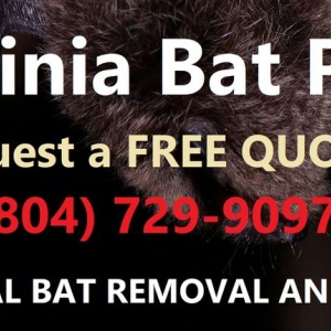 Photo of Virginia Bat Pros