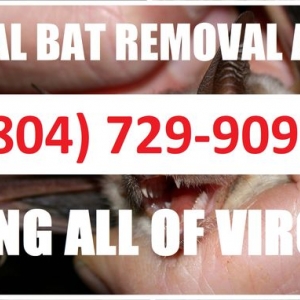 Photo of Virginia Bat Pros