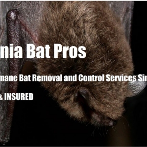 Photo of Virginia Bat Pros