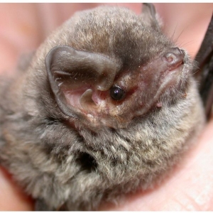 Photo of Virginia Bat Pros