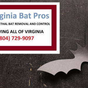 Photo of Virginia Bat Pros