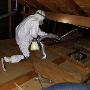Photo of Attic Star