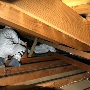 Photo of Attic Star