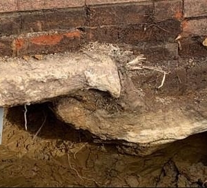Photo of Longhorns Foundation Solutions