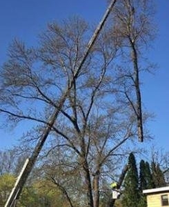 San Francisco Bakkelund Tree & Landscape Service