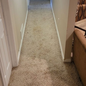 Photo of Five Point Restoration