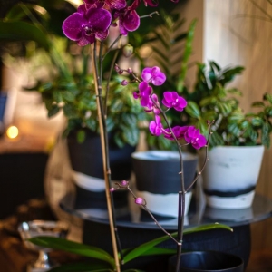 Photo of Fleurdetroit