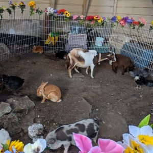 Photo of Friendly Pony Parties & Barnyard Pals