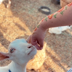 Photo of Friendly Pony Parties & Barnyard Pals