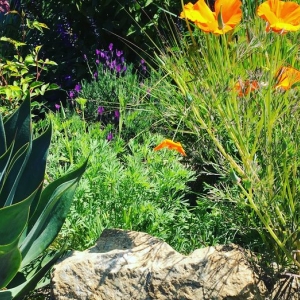 Photo of Evolve Exteriors Landscape Design & Installation