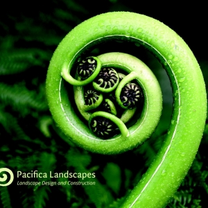 Seattle Pacifica Landscapes