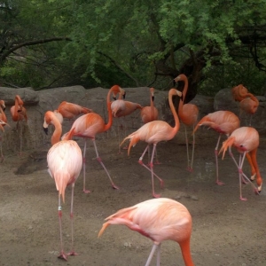 Photo of The Pinkston Group