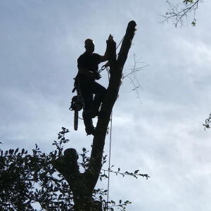 Photo of Dunkle's Tree Service