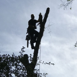 Photo of Dunkle's Tree Service