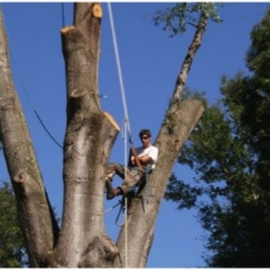 Photo of Arborscape Tree Beautification