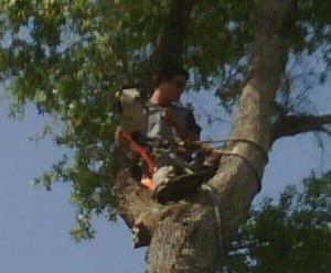Photo of Arborscape Tree Beautification