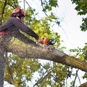 Photo of Grove Tree Service & Landscaping