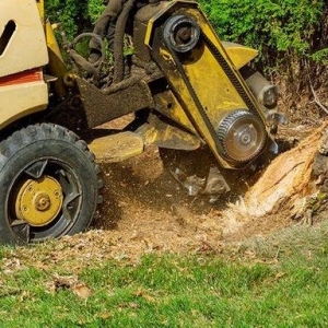 Photo of Grove Tree Service & Landscaping