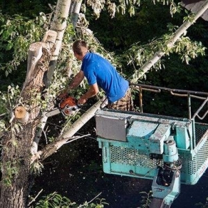 Photo of Grove Tree Service & Landscaping