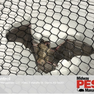 Photo of Midway Pest Management