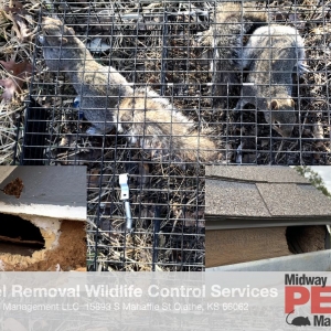 Photo of Midway Pest Management
