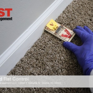 Photo of Midway Pest Management