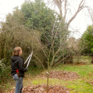Photo of Tree and Ladder Home Orchard Care