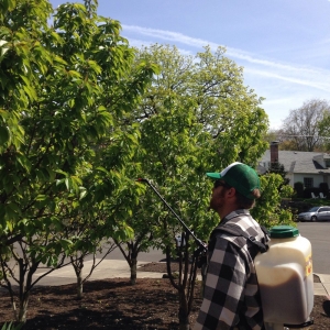 Photo of Tree and Ladder Home Orchard Care