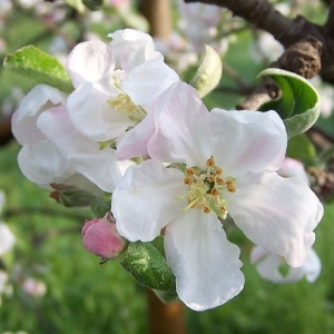 Photo of Tree and Ladder Home Orchard Care
