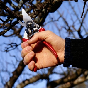 Photo of Tree and Ladder Home Orchard Care