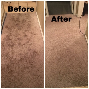 Photo of Mint Carpet Care