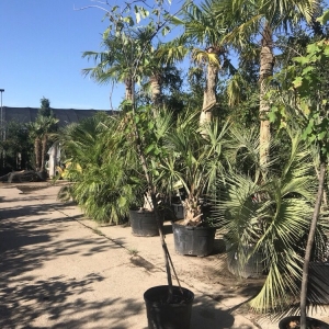Photo of Farmer Wholesale Sod & Trees