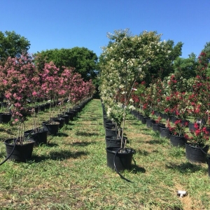 Photo of Farmer Wholesale Sod & Trees