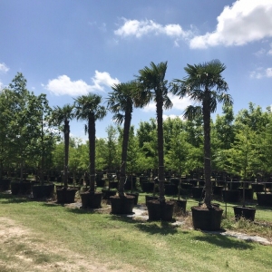 Photo of Farmer Wholesale Sod & Trees