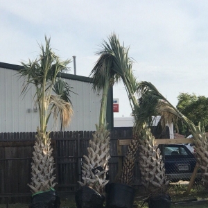 Photo of Farmer Wholesale Sod & Trees