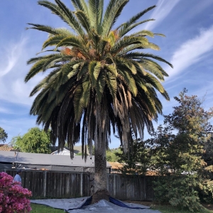 Photo of De La Cruz Jr Tree Service
