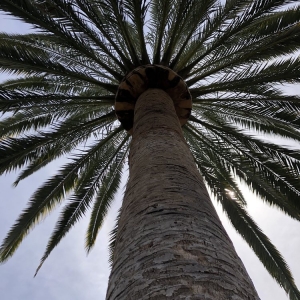 Photo of De La Cruz Jr Tree Service
